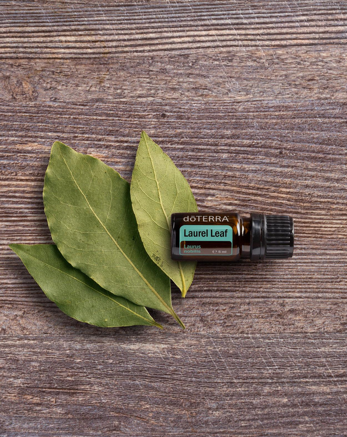 Feuilles de laurier huile essentielle dōTERRA, flacon et feuilles de laurier sur bois