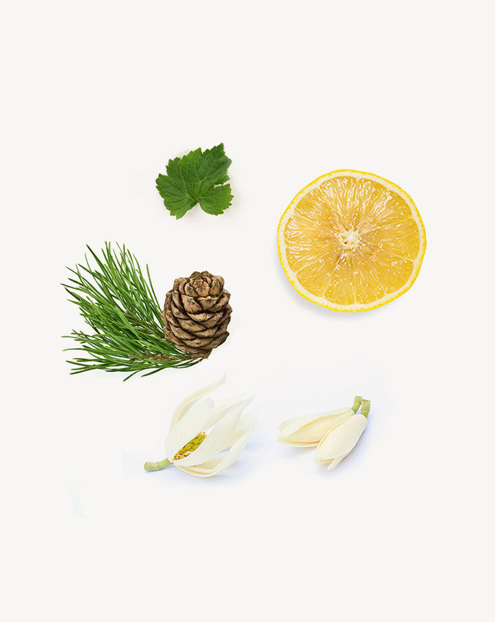 Shinrin-Yoku Touch dilué en applicateur à bille dōTERRA | 10 ml