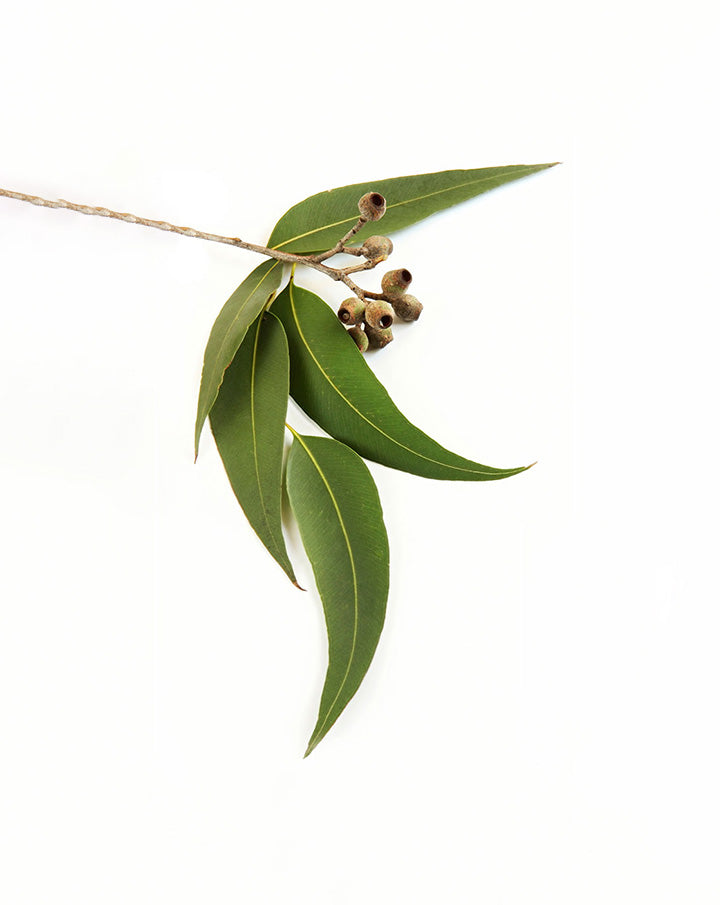 Eucalyptus radiata essential oil dōTERRA | 15 ml