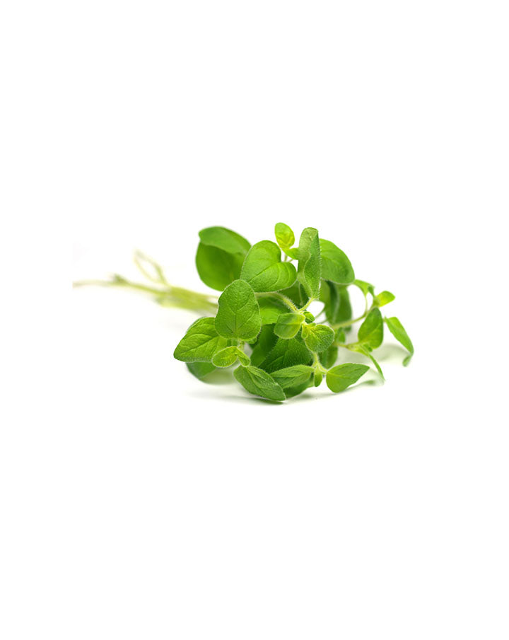 Origan Touch mélange en applicateur à bille dōTERRA | 10 ml