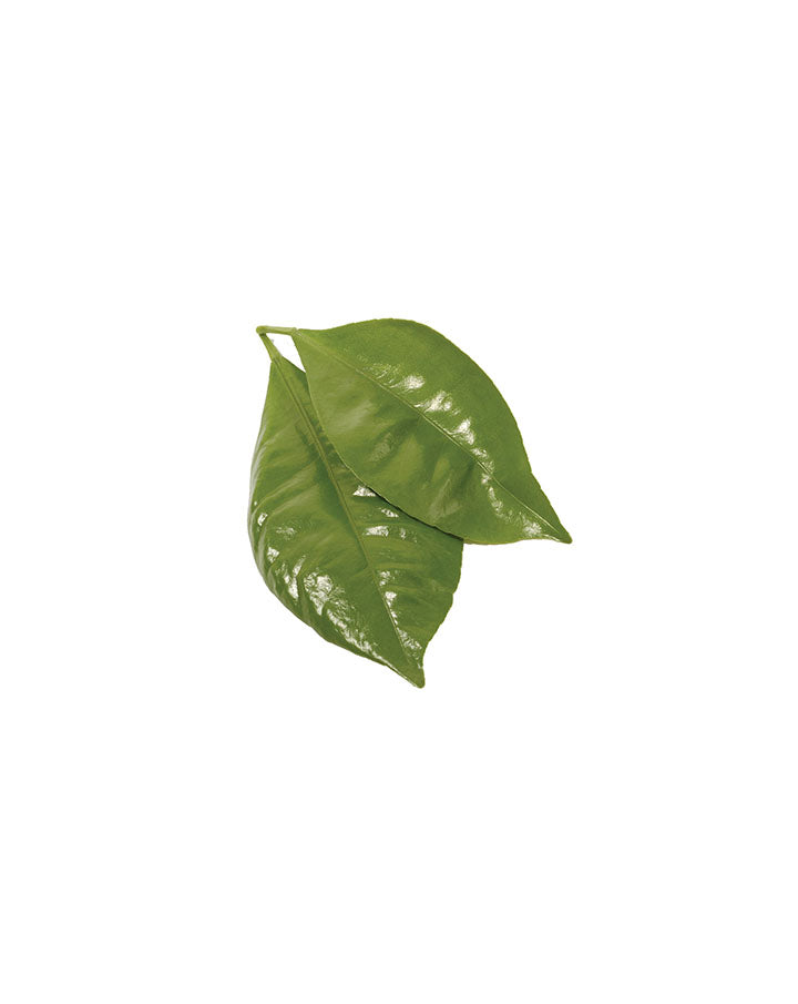 Petitgrain huile essentielle dōTERRA | 15 ml