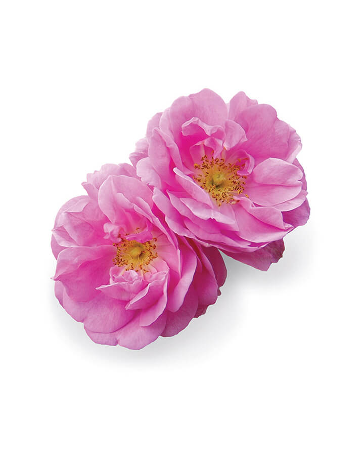 Rose Touch dilué en applicateur à bille dōTERRA | 10 ml