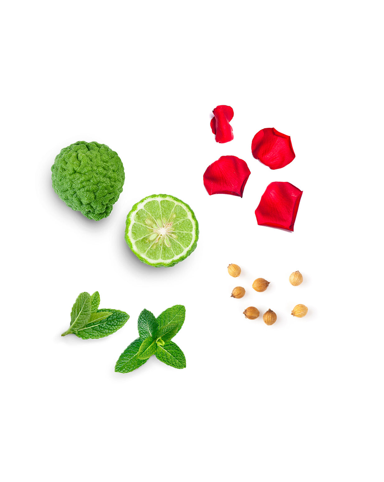 Richten Sie dōTERRA Centering Mix | aus 5 ml