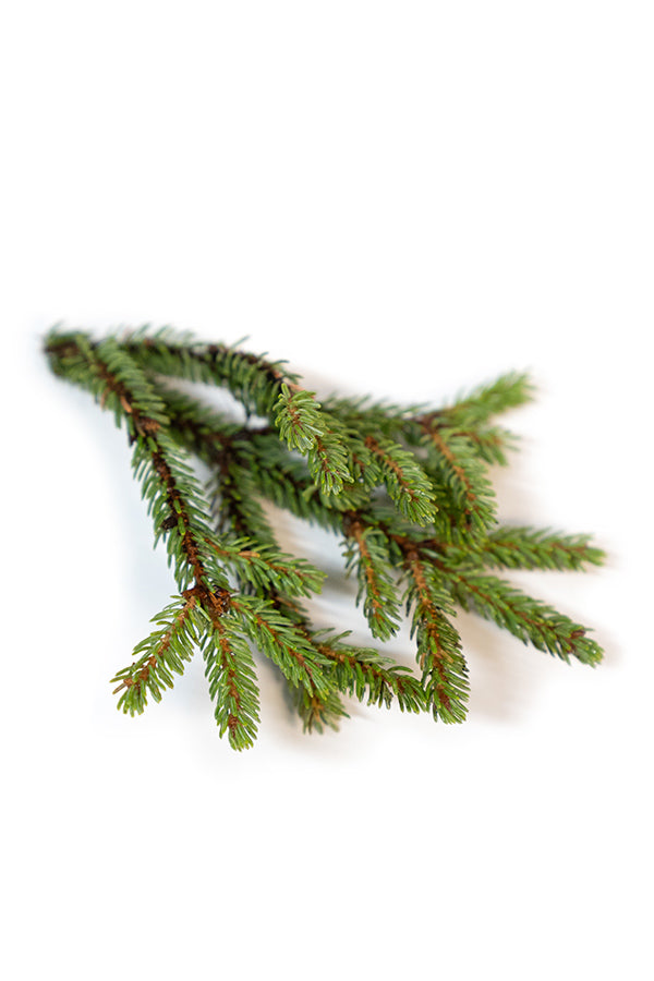 Epinette noire (Black Spruce) huile essentielle dōTERRA | 5 ml