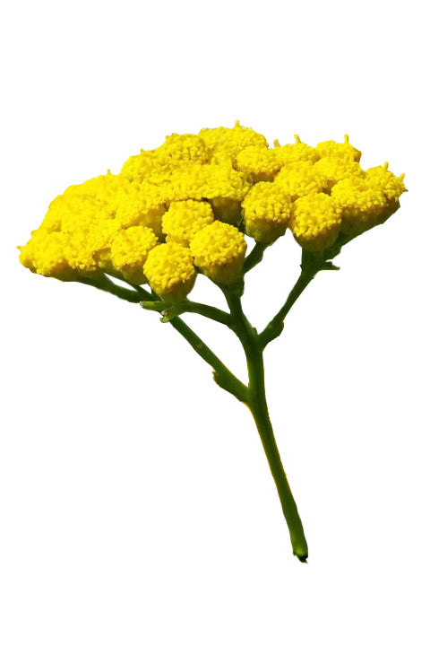 Tanaisie annuelle (Blue Tansy) huile essentielle dōTERRA | 5 ml