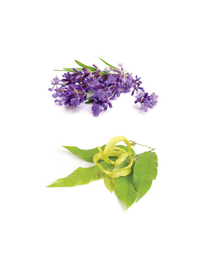 Ruhige, entspannende Mischung dōTERRA | 10 ml