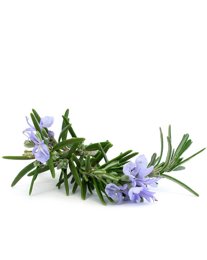 Rosemary essential oil dōTERRA | 15 ml
