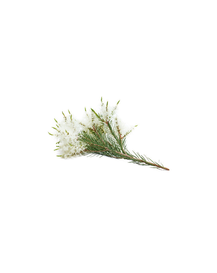 Tea Tree Touch diluted in dōTERRA Roll-On Applicator | 10 ml