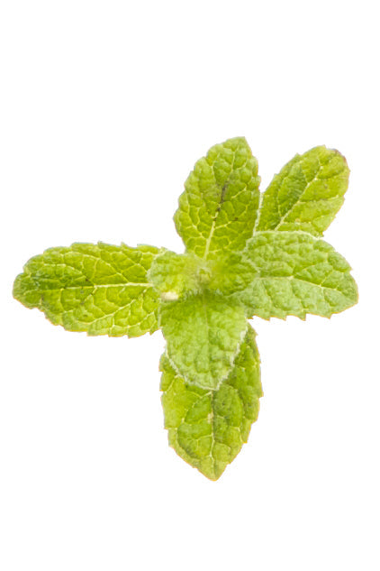 Peppermint Touch Diluted in dōTERRA Roll-On Applicator | 10 ml