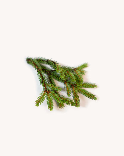 Epinette noire (Black Spruce) huile essentielle dōTERRA, 5 ml