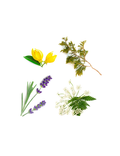 Stick Serenity avec valérianes dōTERRA, 30 g