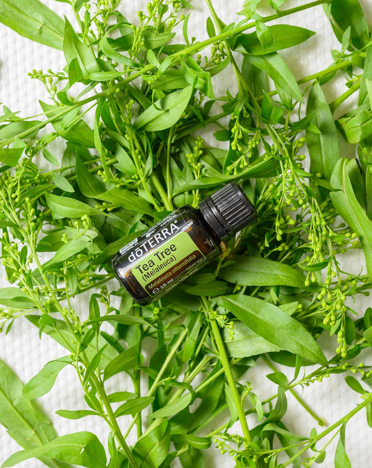 Arbre à thé huile essentielle dōTERRA, flacon posé sur des branches de melaleuca