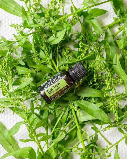 Arbre à thé huile essentielle dōTERRA, flacon posé sur des branches de melaleuca