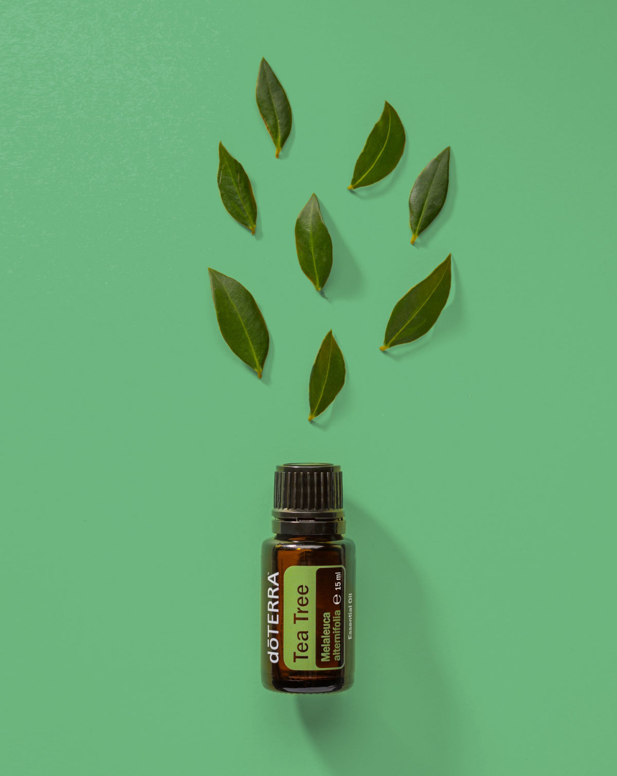 Arbre à thé huile essentielle dōTERRA, flacon et feuilles sur fond vert