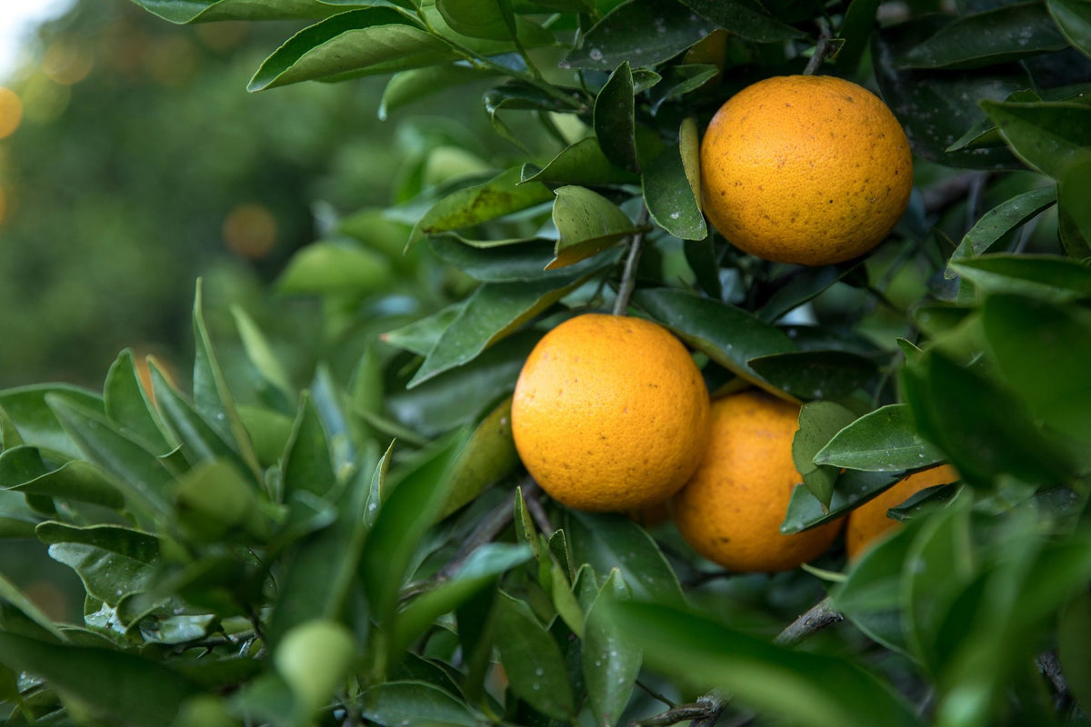 Oranges mûres sur l'arbre, entre les feuilles