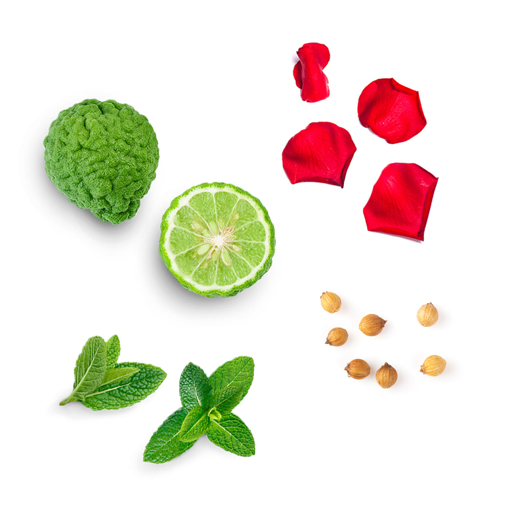 Les ingrédients du mélange Align dōTERRA : bergamote, coriandre, marjolaine, menthe poivrée, jasmin et rose