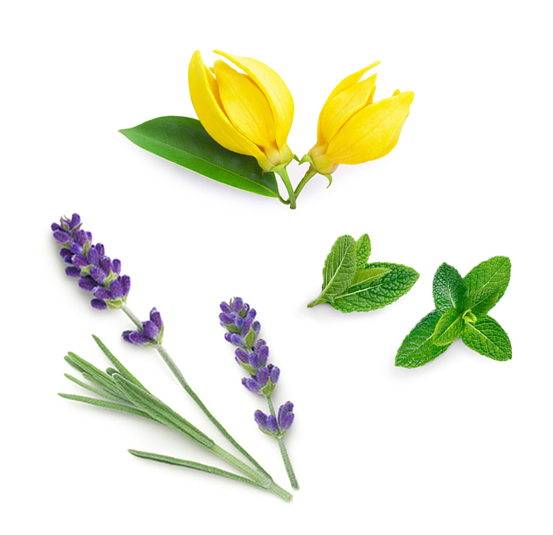 Les ingrédients du mélange Elevation dōTERRA : sauge sclarée, bois de santal hawaïen, lavande et mélisse
