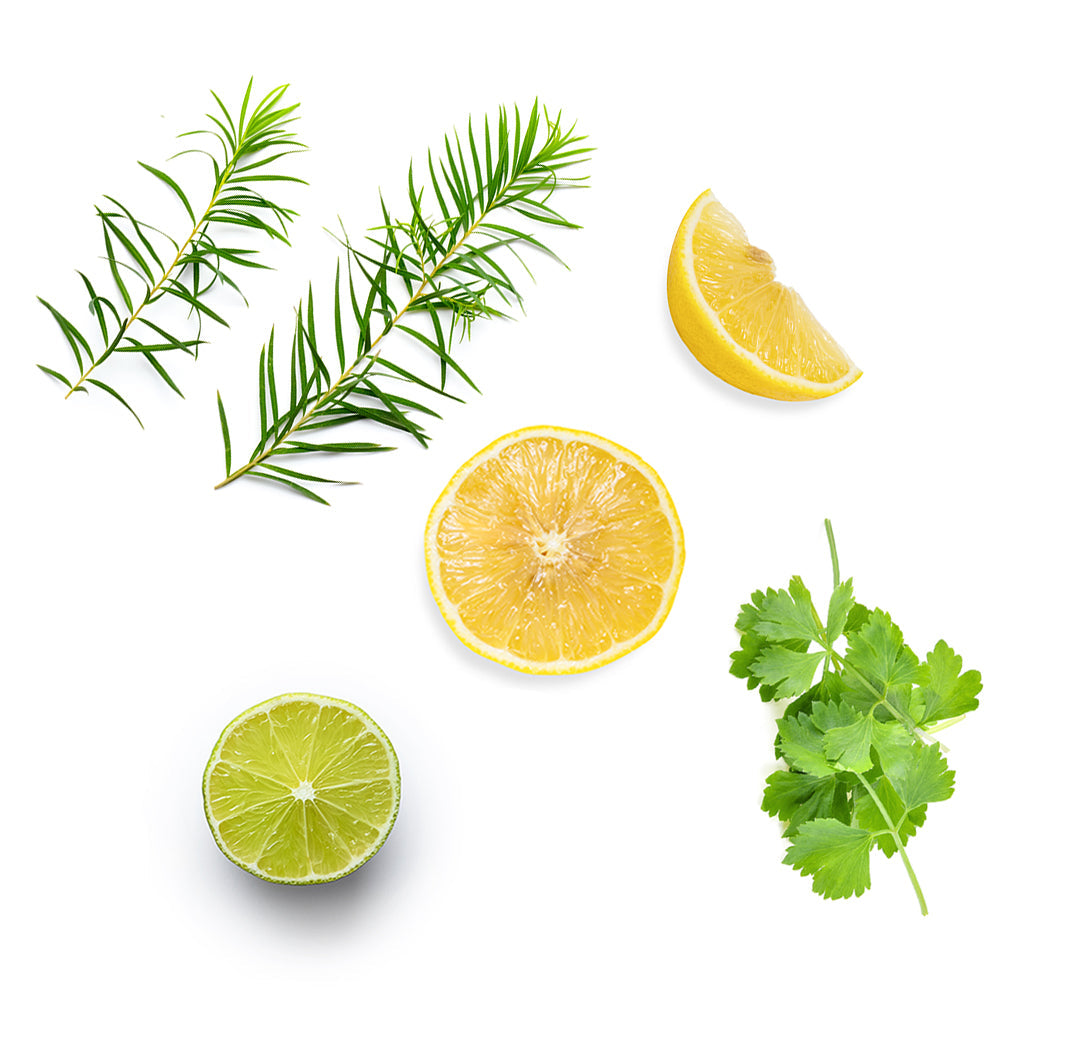 Les ingrédients du mélange Purify dōTERRA : coriandre en feuilles, citron, citron vert, arbre à thé et sapin de Sibérie