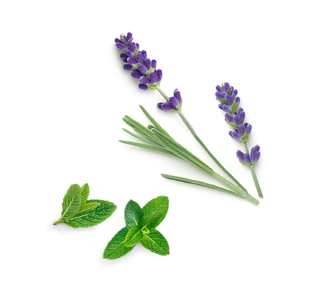 Les ingrédients du mélange Rescuer dōTERRA : copaiba, lavande et menthe verte
