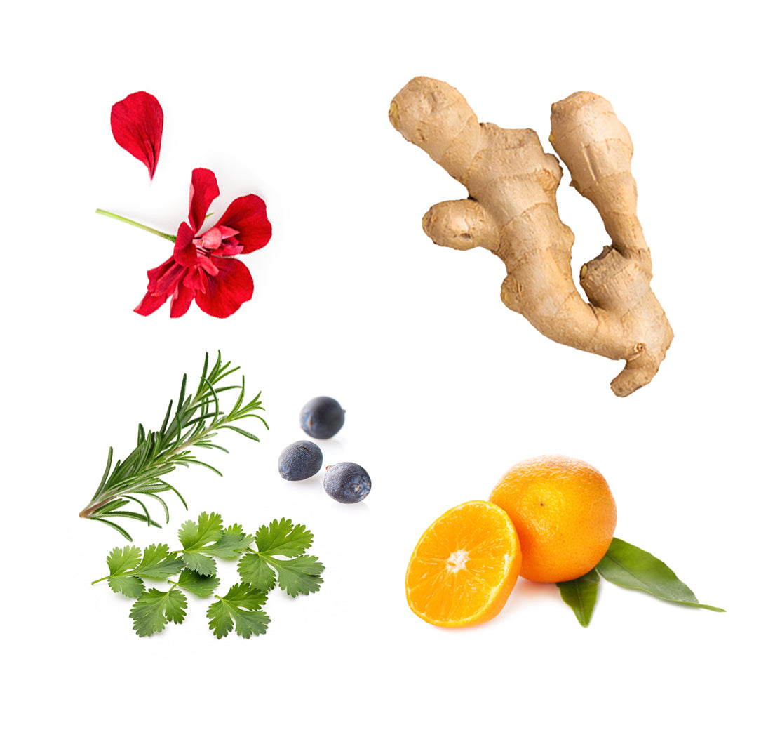 Mandarine, romarin, géranium, gingembre, baie de genièvre et coriandre en feuilles, les ingrédients mis en avant de la gamme RevitaZen dōTERRA
