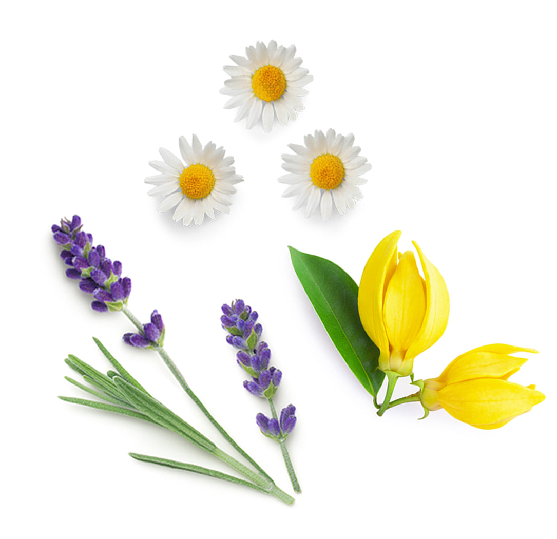 Les ingrédients du mélange Serenity dōTERRA : genévrier de Virginie, lavande, bois de santal hawaïen, marjolaine, camomille romaine et ylang ylang