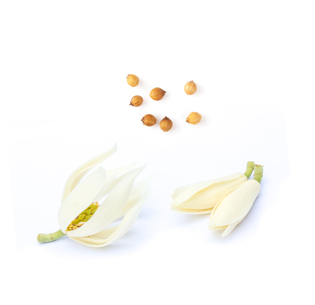 Les ingrédients du mélange Steady dōTERRA : coriandre en graines et magnolia