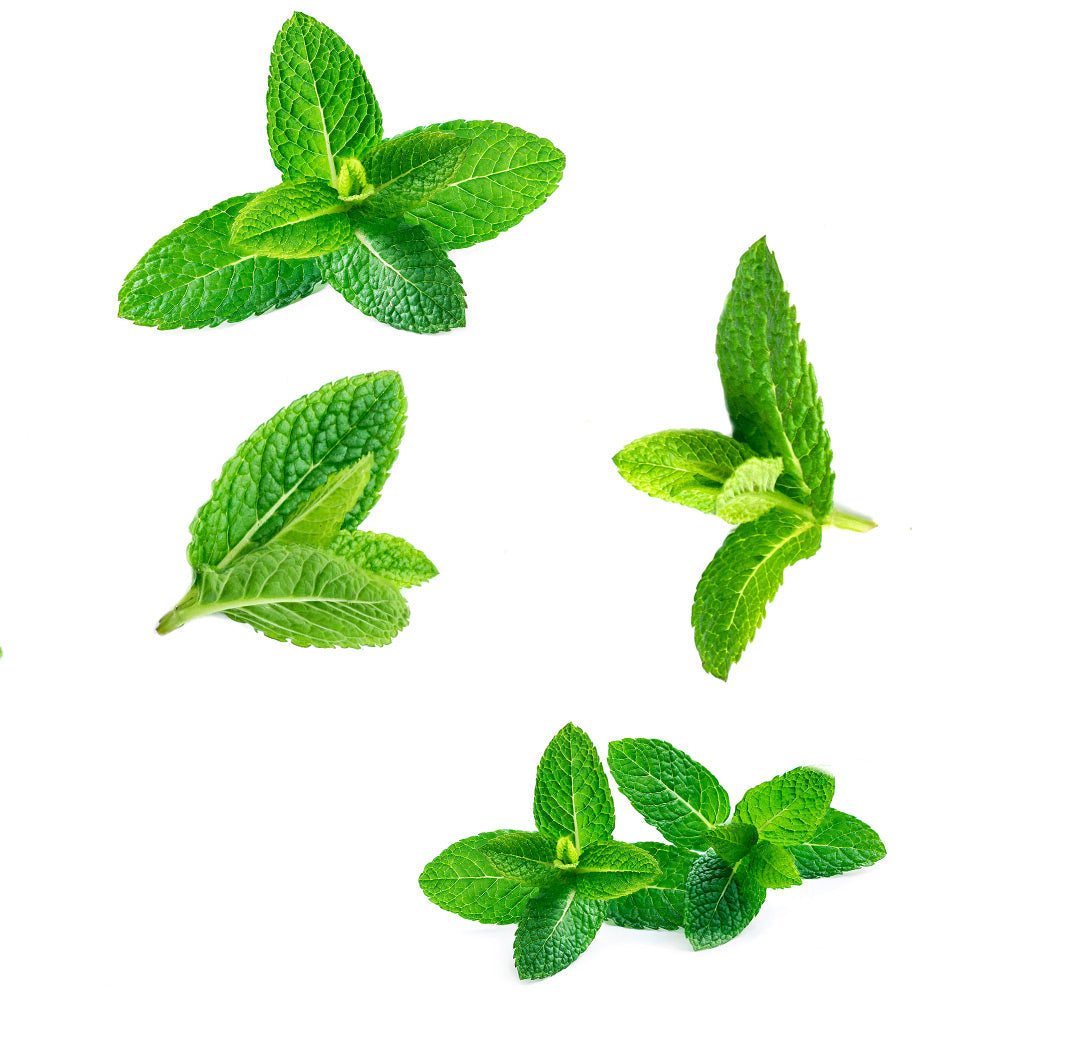 Les ingrédients du mélange SuperMint dōTERRA : menthe poivrée, menthe japonaise, menthe bergamote et menthe verte