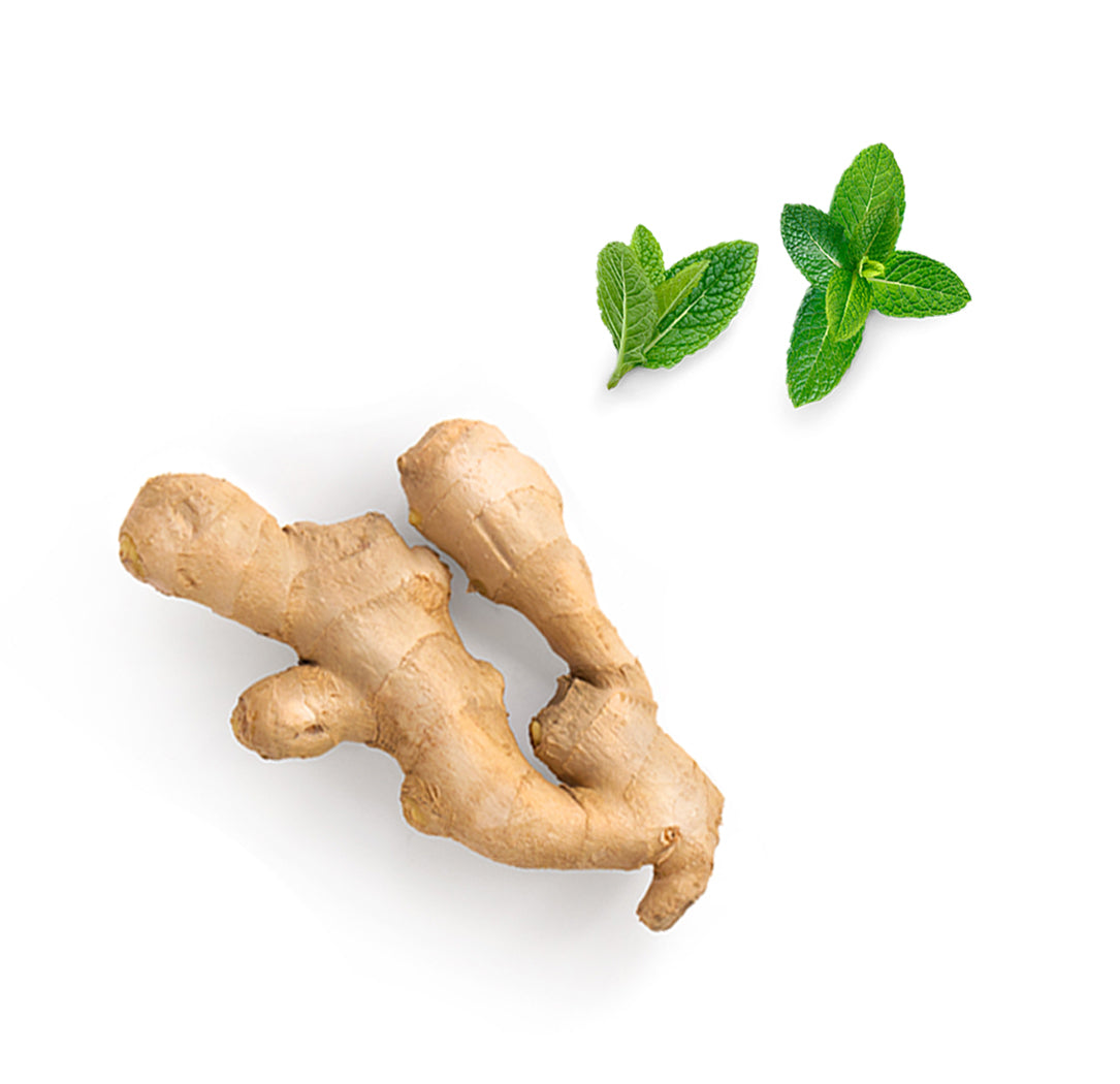 Les ingrédients du mélange Tamer dōTERRA : gingembre et menthe verte