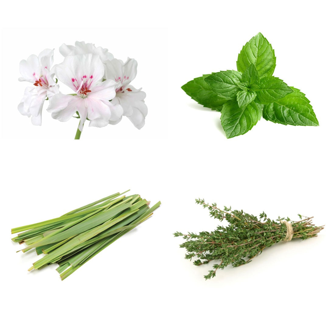 Les ingrédients du mélange TerraShield dōTERRA : lemongrass, thym, menthe poivrée et géranium