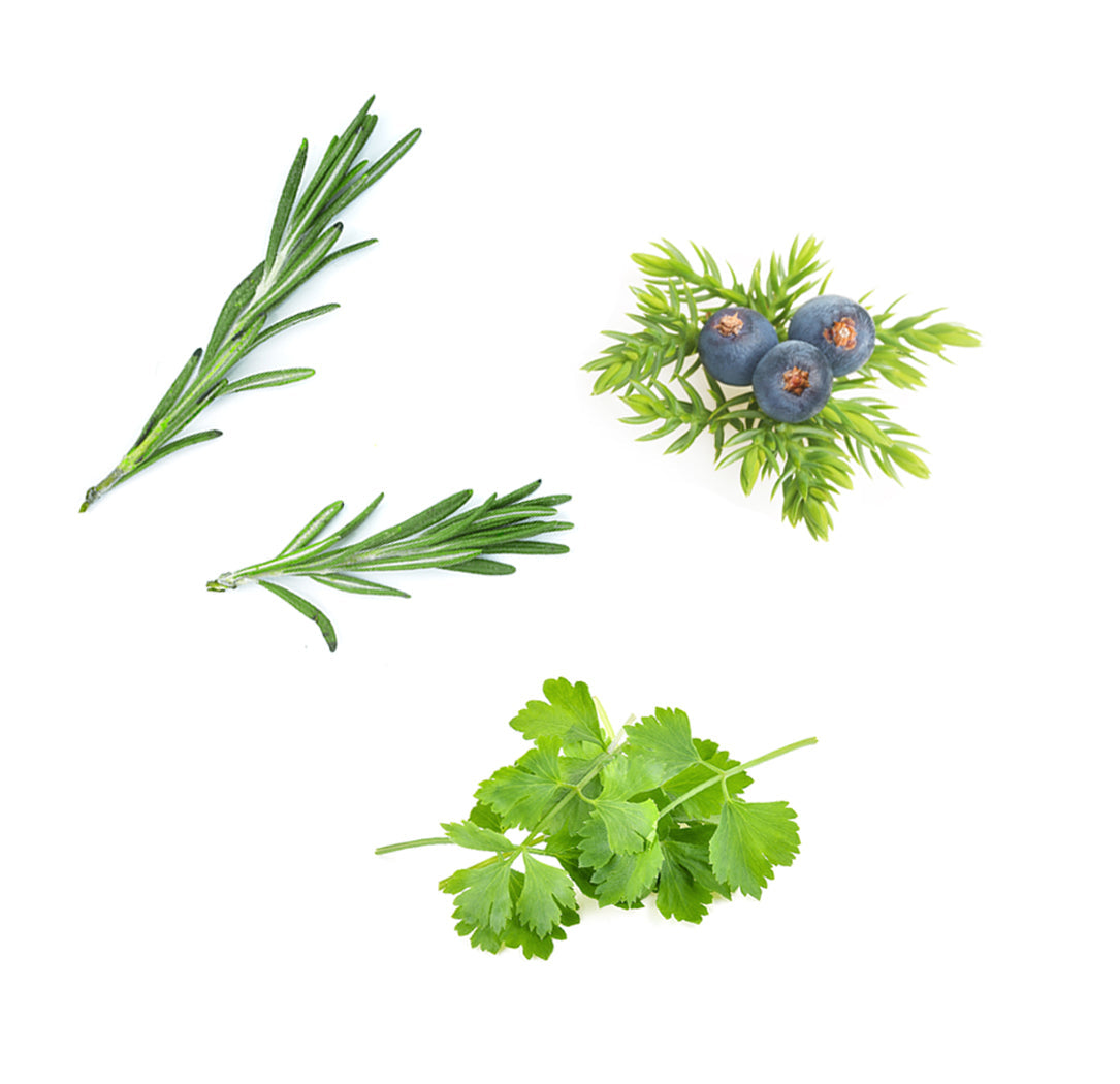 Les ingrédients du mélange Zendocrine dōTERRA : coriandre en feuilles, géranium, baie de genièvre, romarin et mandarine