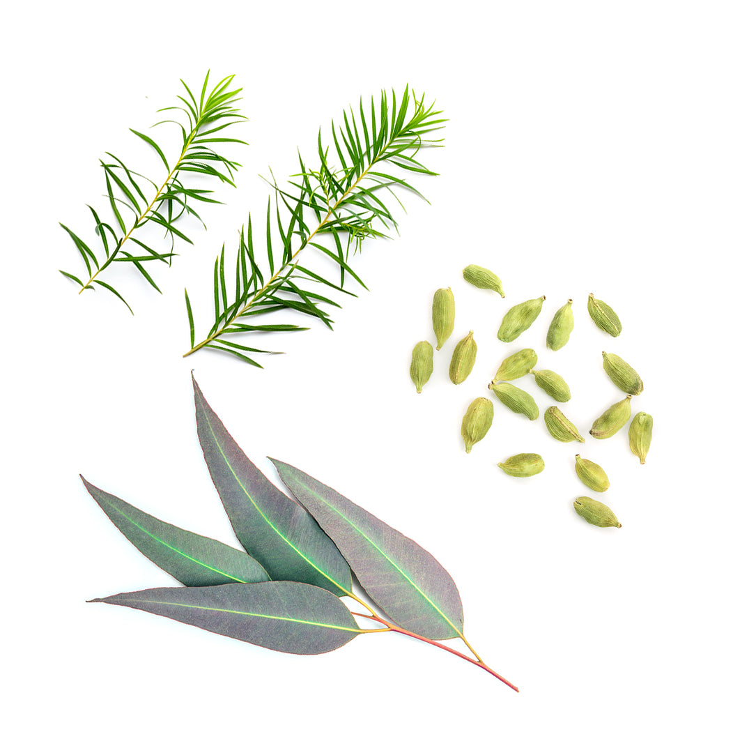 Les ingrédients des pastilles Air dōTERRA