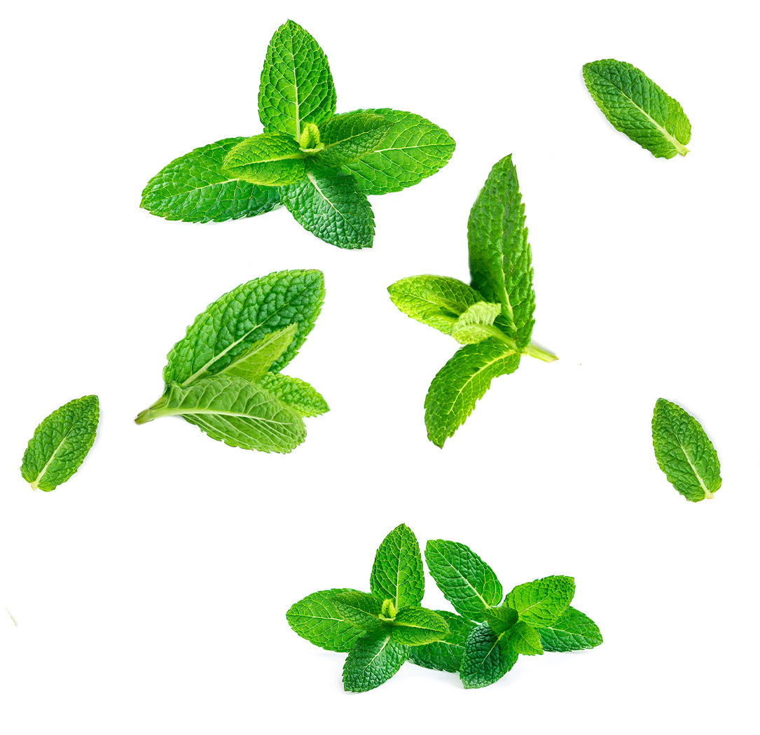 Menthe poivrée, menthe japonaise, menthe verte et menthe bergamote, les ingrédients mis en avant des perles Supermint dōTERRA