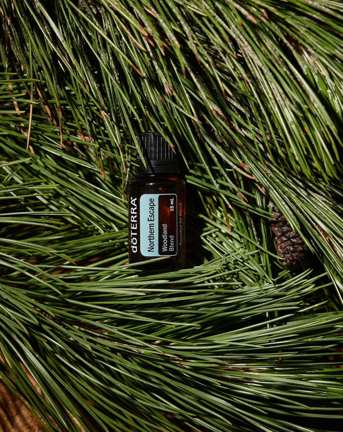 Northern Escape dōTERRA, flacon posé sur des aiguilles de pin