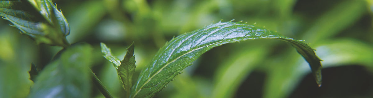 Feuilles de menthe en gros plan