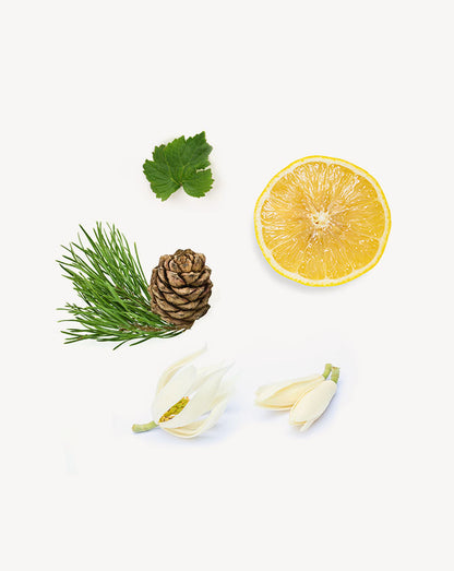 Shinrin-Yoku Touch dilué en applicateur à bille dōTERRA, 10 ml