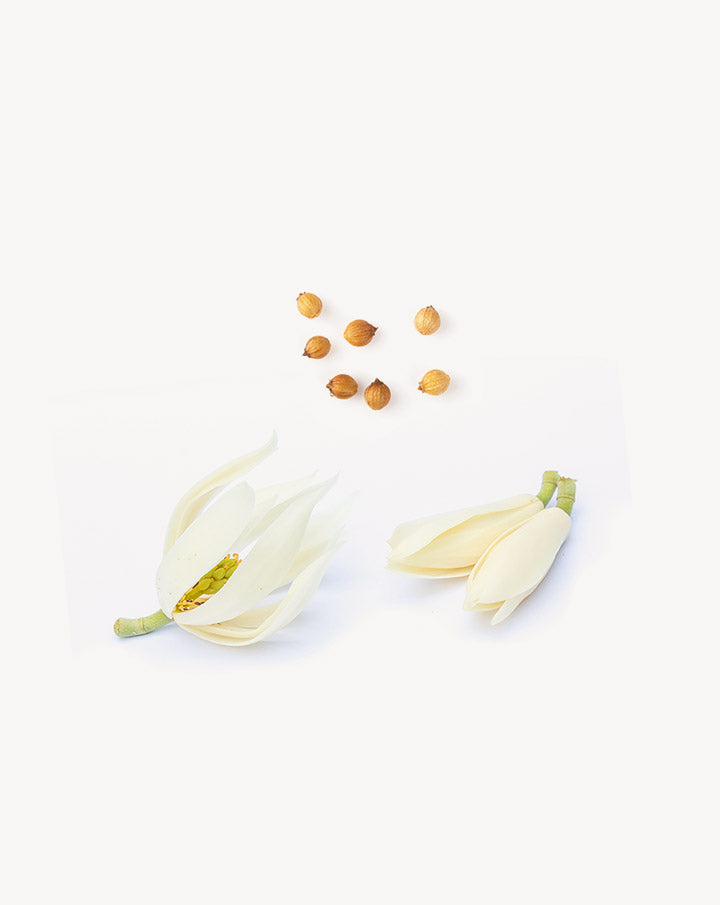 Steady mélange équilibrant dōTERRA | 10 ml