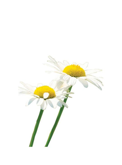 Camomille romaine huile essentielle dōTERRA, 5 ml