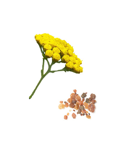 Déodorant infusé du mélange Balance dōTERRA, 75 g