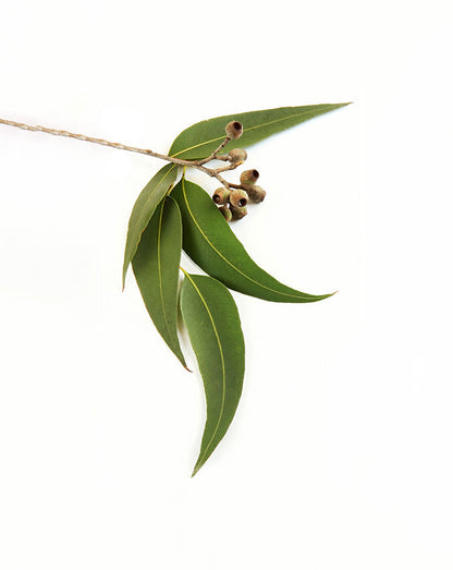 Eucalyptus radiata huile essentielle dōTERRA, 15 ml