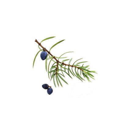 Baies de genévrier (Juniper berry) huile essentielle dōTERRA, 5 ml