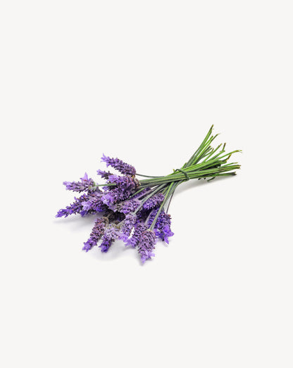 Lavande Touch dilué en applicateur à bille dōTERRA, 10 ml