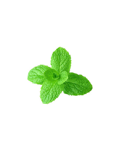 Menthe verte huile essentielle dōTERRA, 15 ml