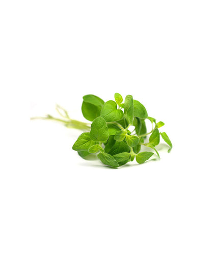 Origan Touch mélange en applicateur à bille dōTERRA, 10 ml
