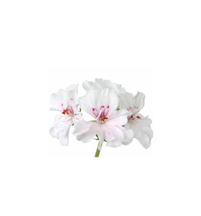 Géranium huile essentielle dōTERRA, 15 ml