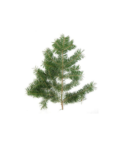 Sapin de douglas (Douglas Fir) huile essentielle dōTERRA, 5 ml