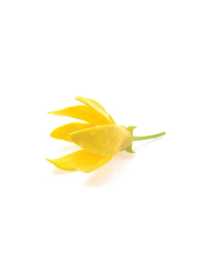 Ylang Ylang huile essentielle dōTERRA, 15 ml