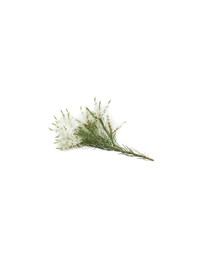 Arbre à thé (Tea Tree) huile essentielle dōTERRA, 15 ml