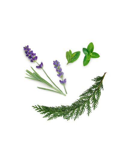 AromaTouch mélange d'huiles essentielles dōTERRA, 15 ml