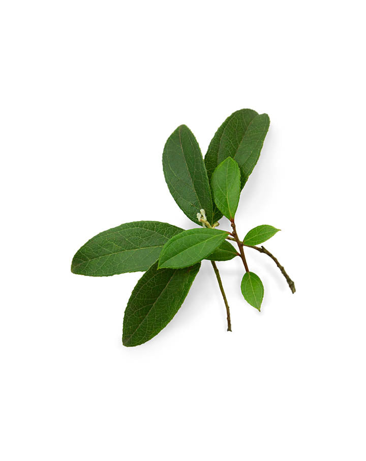 Gaulthérie (Wintergreen) huile essentielle dōTERRA | 15 ml