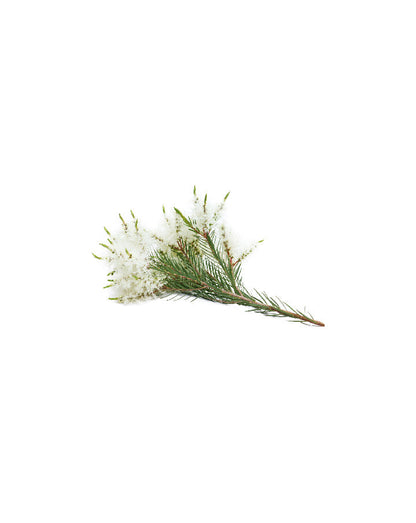Arbre à thé (Tea Tree) Touch dilué en applicateur à bille dōTERRA, 10 ml